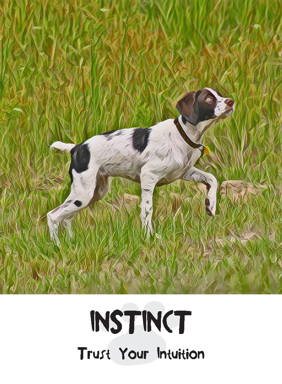 Dog Instinct