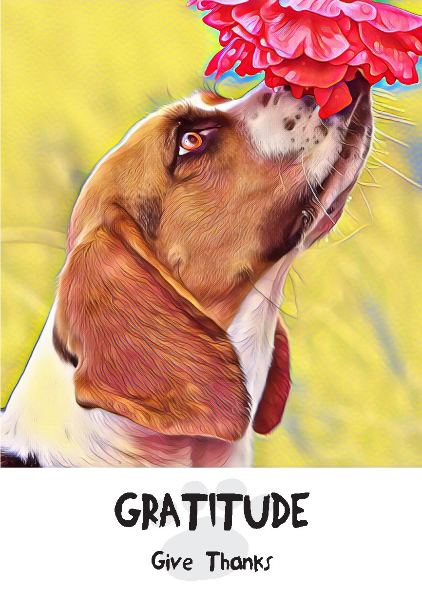 Divine Dog Gratitude