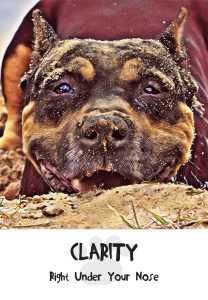 Dog Card Prayer for Clarity
